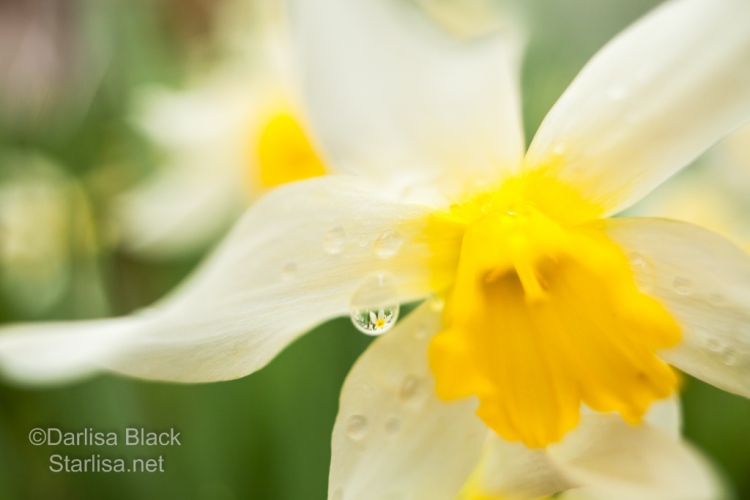 Look closely for the refraction of another flower in the raindrop on this Daffodil